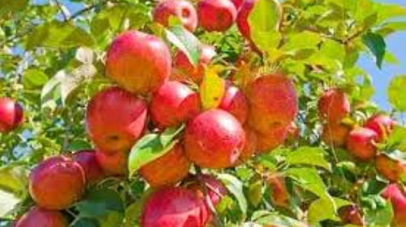 صادرات 20 درصد محصول سیب خراسان رضوی