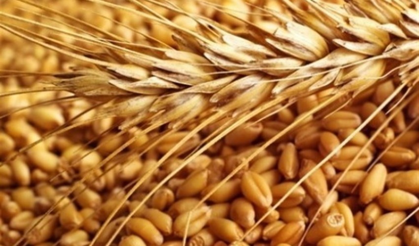 توزیع هفت هزار و 862 تن بذر یارانه ای بین کشاورزان استان