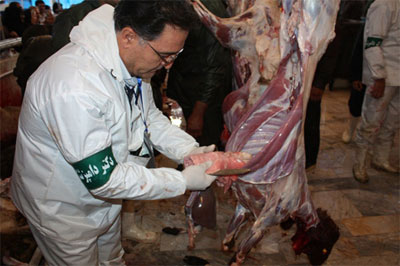 ضبط گوشت دام‌های قربانی غیر قابل مصرف