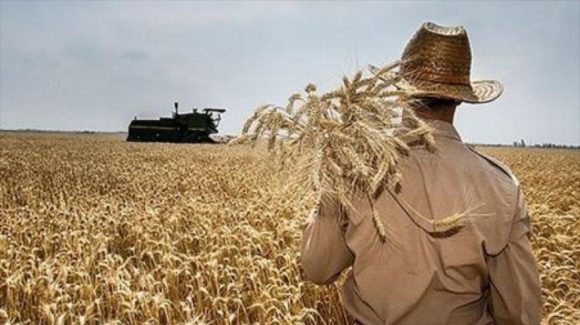 خرید بیش از ۵۲۳ هزار تن گندم از کشاورزان 