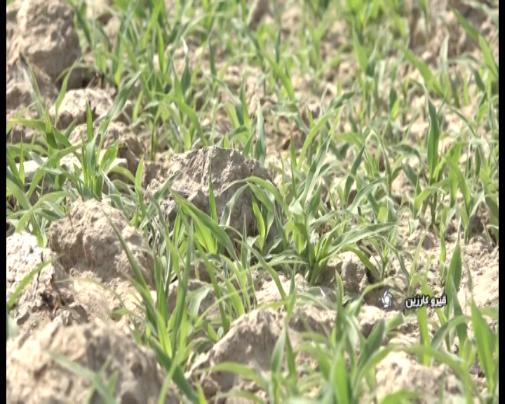 کاشت دانه روغنی کنجد در بخش افزر شهرستان قیروکارزین