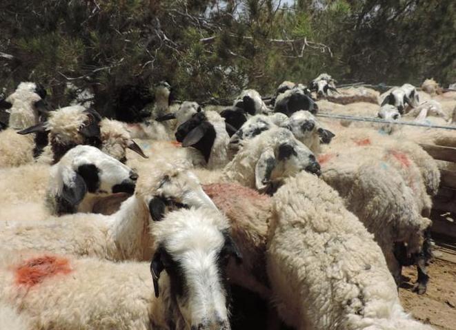 در راستای طرح مبارزه با قاچاق دام