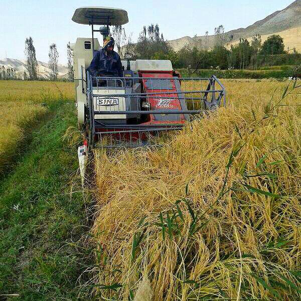 آغاز برداشت برنج از هزار و ۳۰۰ هکتار شالیزار چرام