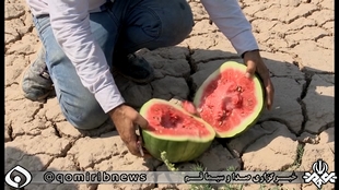 کاشت هندوانه در دشت مسیله قم