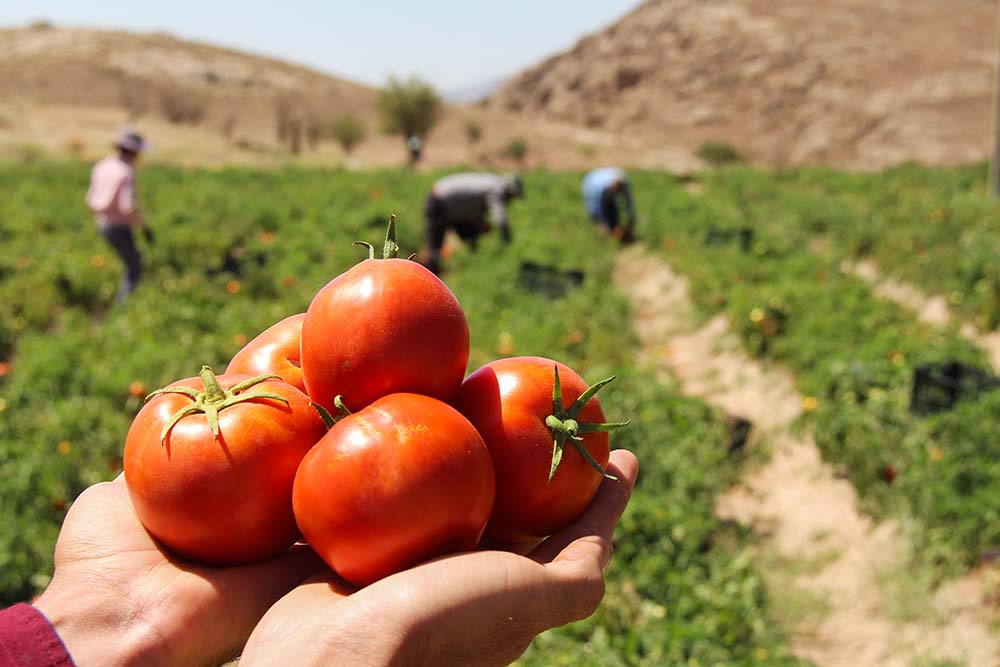 خرید توافقی گوجه فرنگی در کردستان