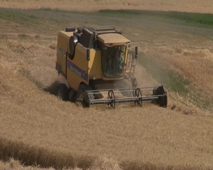 افزایش 50 درصدی برداشت گندم از مزارع شهرستان فریدن