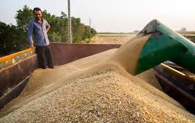 خرید تضمینی گندم در خوشاب ۷ برابر افزایش یافت