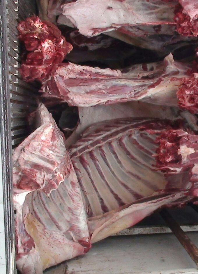 کشف 2500 کیلوگرم گوشت بدون مجوز در تربت جام