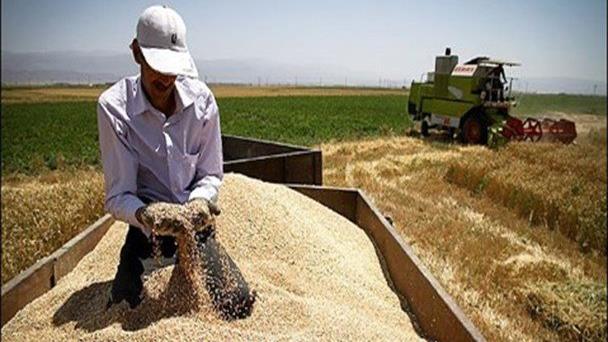 کاهش خرید تضمینی گندم در استان قزوین