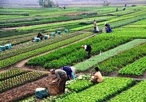 ۲۰ طرح اقتصادی در بخش کشاورزی گچساران و باشت در حال اجراست