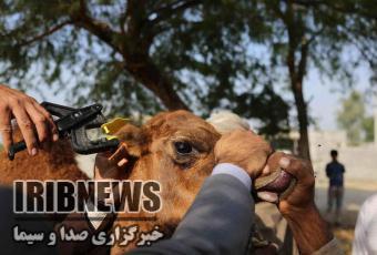 گزارش مکتوب ؛ کشتی صحرا، بدون ساربان