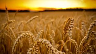 خرید بیش از 39 هزار و 160 تن گندم در مازندران