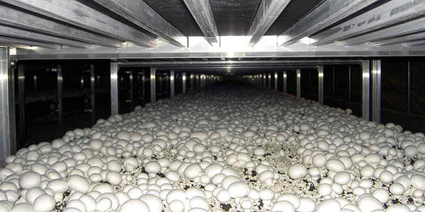 تولید قارچ خوراکی در کازرون