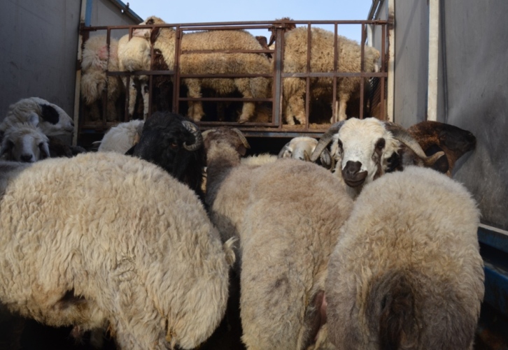 کشف گوسفند قاچاق در خنج