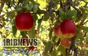 برگزاری ششمین جشنواره سیب و گلابی در گلزار بردسیر
