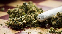 کشف ماده مخدر ماریجوانا در فراهان