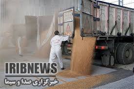 خرید بیش از ۴۲ هزار تن گندم مازاد بر نیاز کشاورزان در مهاباد