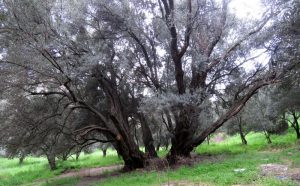 ثبت ملی درخت زیتون کهنسال روستای نهران قزوین