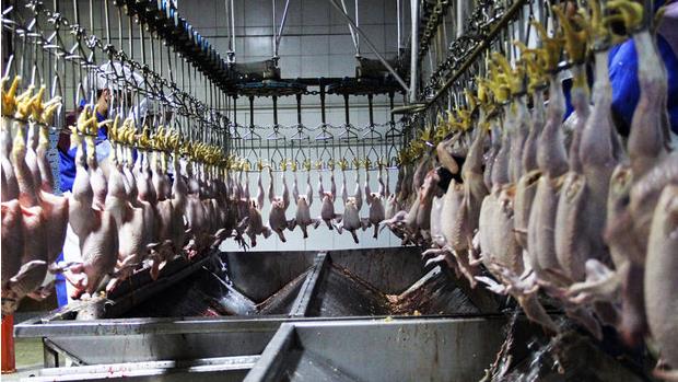 رتبه بندی نیمی از کشتارگاههای صنعتی مرغ استان