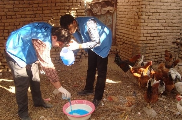 واکسیناسیون طیور روستایی علیه بیماری نیوکاسل