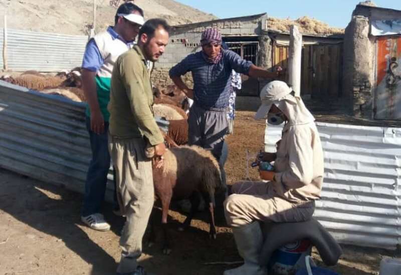 ایمن سازی 14 هزار راس دام روستایی خراسان رضوی