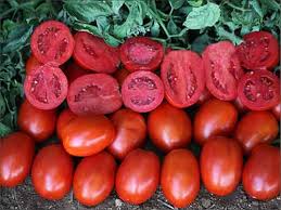 صادرات 600 تنی گوجه فرنگی از سبزوار به خارج کشور