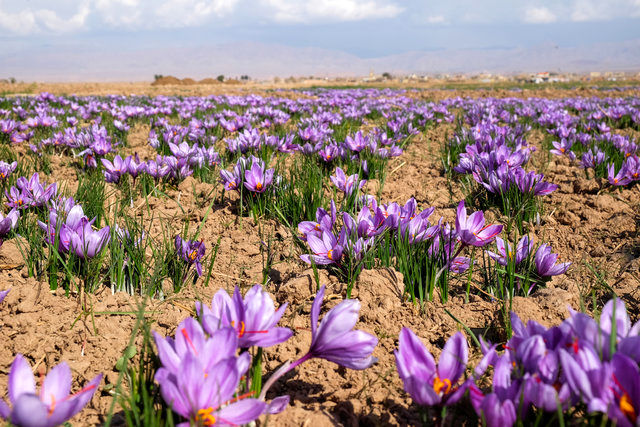 آغاز کشت طلای سرخ در سروستان