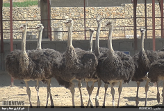 راه اندازی سومین مزرعه پرورش شتر مرغ در کهگیلویه