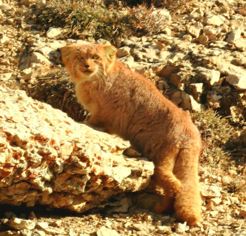 مشاهده گربه پالاس در پناهگاه حيات وحش حيدری نیشابور