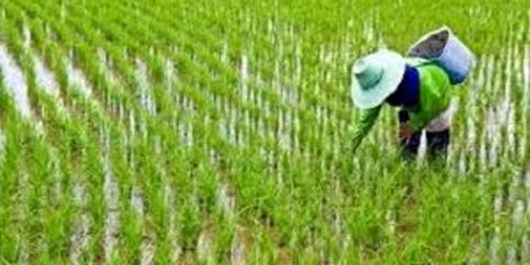 فاجعه بودن کاشت برنج در ۱۷ استان کشور