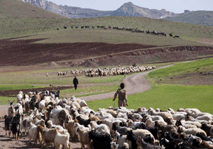 عشایر تولید کننده ۳۵ درصدصنایع دستی کشور