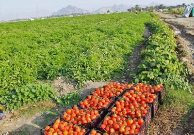 ساماندهی کاشت گوجه فرنگی بهاره