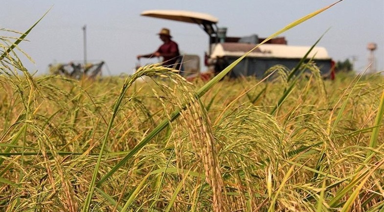آغاز برداشت برنج در استان قزوین