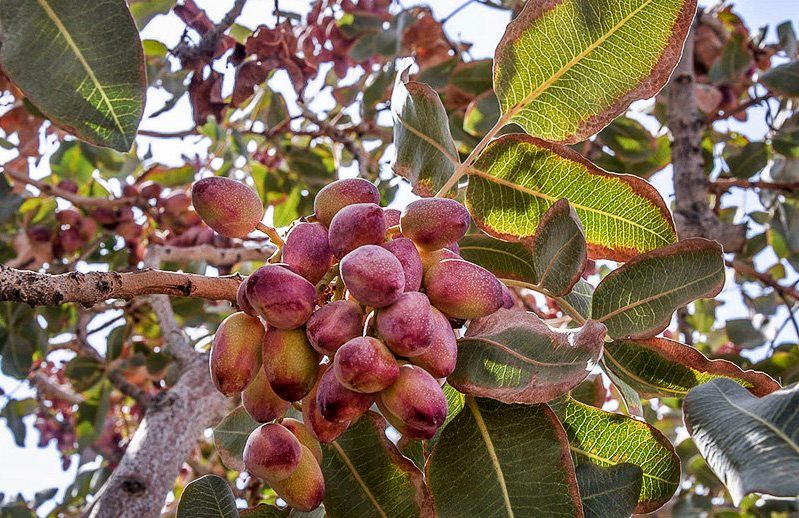 برداشت پسته از باغات شهرستان ساوه