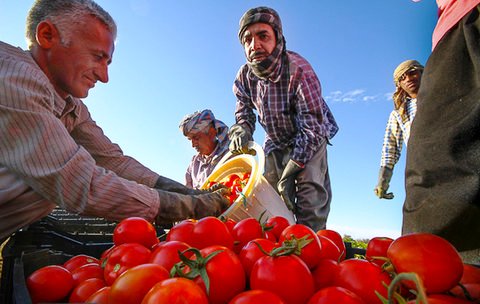 وضعیت قرمز بازار گوجه فرنگی برای کشاورزان استان