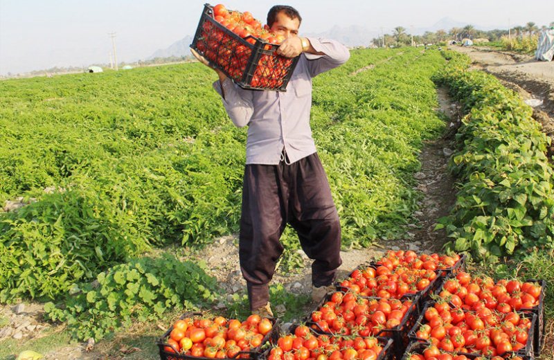 تولید 2 برابری گوجه فرنگی در نیشابور