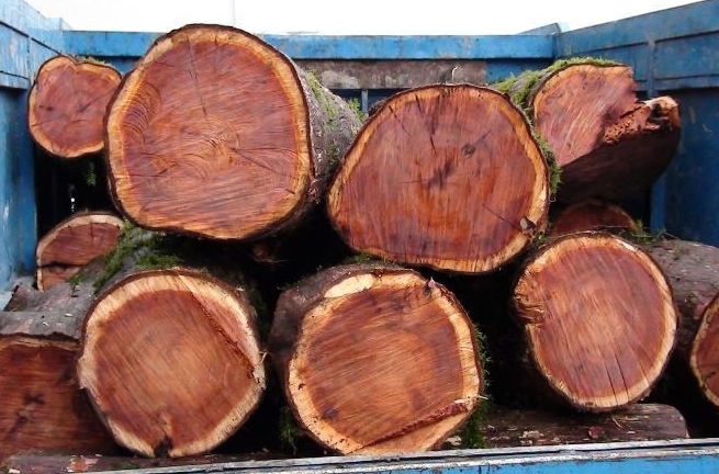 کشف ۱۰ تن چوب قاچاق در لامرد