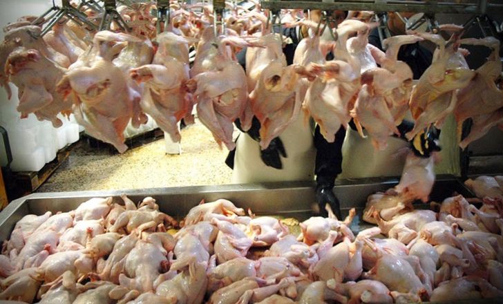 تولید ۴۱ هزار تن گوشت مرغ در خوزستان