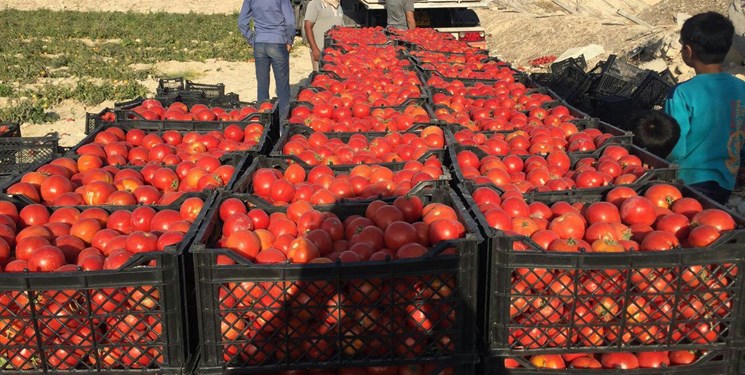 خرید گوجه فرنگی از صیفی کاران فارس