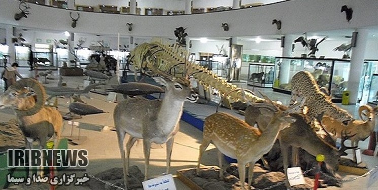 بازدید از موزه تاریخ طبیعی زنجان رایگان است .