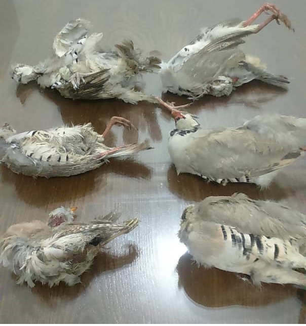 دستگیری متخلفان حرفه ای شکار پرندگان و قاچاق هوبره در شهرستان دشتی