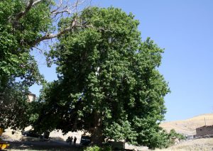 ثبت چنار کهنسال روستای بوزلین در فهرست میراث ملی طبیعی