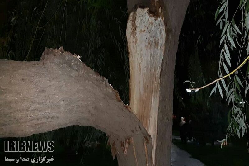 خسارات تند باد به برخی از تأسیسات شهری و درختان معابر مهاباد