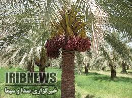 خشک میشود خرما؛خسارات عارضه خشکیدگی خوشه خرما در شرق استان کرمان