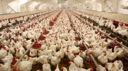 تولید بیش از ۱۶ هزار تن گوشت مرغ در هرمزگان