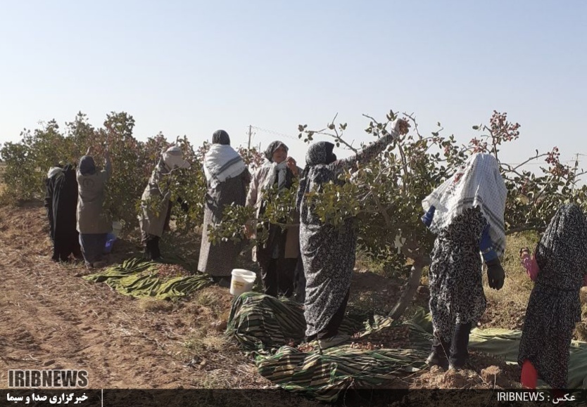 مشارکت بانوان بسیجی آیسک در طرح شجره طیبه