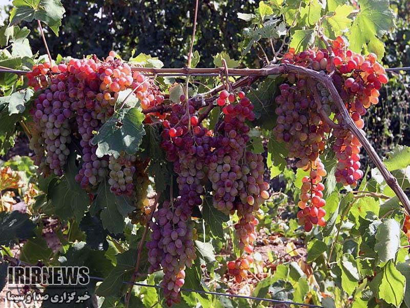 پیش بینی افزایش برداشت انگور از تاکستانهای شهرستان مهاباد