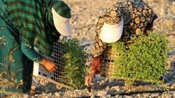 کاشت گوجه فرنگی در شهرستان پارسیان