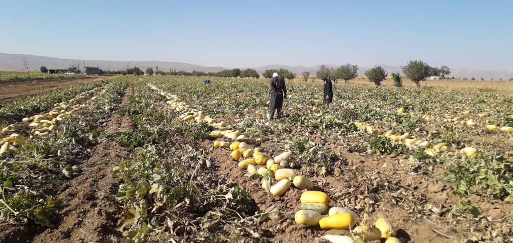 آغاز برداشت کدو در شمال فارس