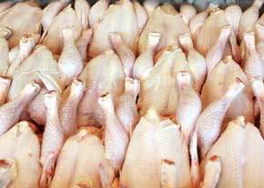 تولید ۷۱۵ گوشت سفید در ۱۲ واحد تولیدی مرغ در گچساران